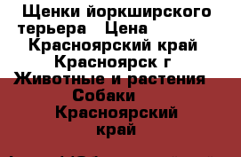 Щенки йоркширского терьера › Цена ­ 20-15. - Красноярский край, Красноярск г. Животные и растения » Собаки   . Красноярский край